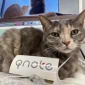 Công ty Nhật Bản chiêu mộ “nhân viên mèo”